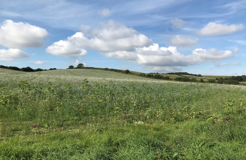 Green field 