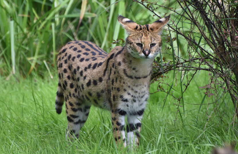 serval cat