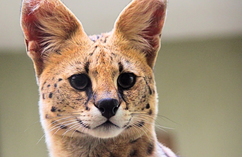 serval cat 