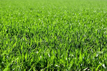 green field