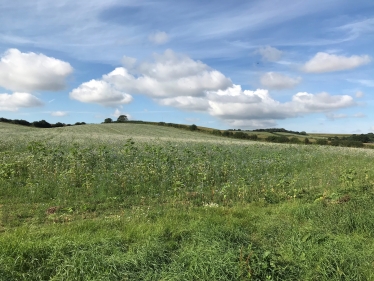 Green field 