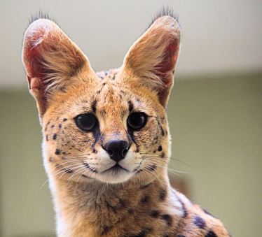 serval cat 